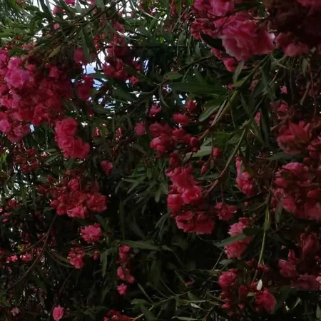 Casa Lena Americas *