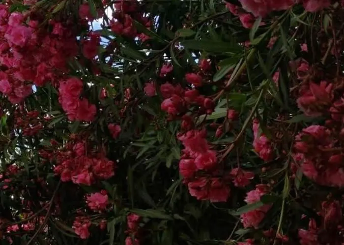 Casa Lena Americas *